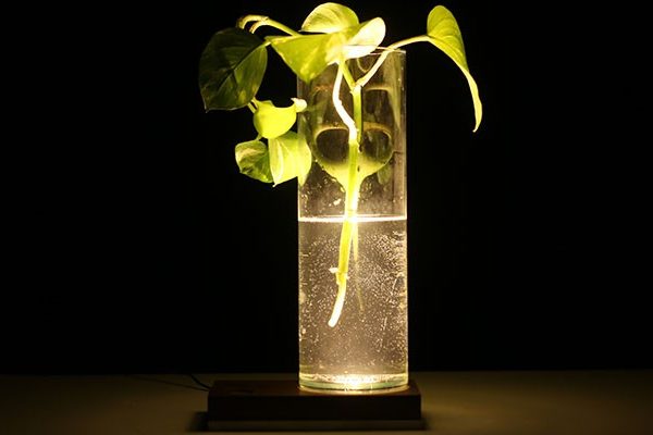 A luz de cada um